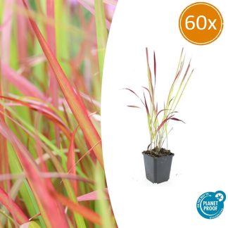 60x Imperata cylindrica 'Red Baron' - Altezza 10-25cm - Vaso 9cm