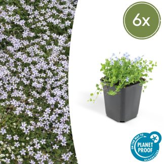 6x Isotoma fluviatilis - Altezza 10-25cm - Vaso 9cm