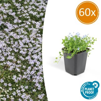 60x Isotoma fluviatilis - Altezza 10-25cm - Vaso 9cm