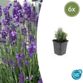 6x Lavandula ang. 'Dwarf Blu' - Altezza 10-25cm - Vaso 9cm