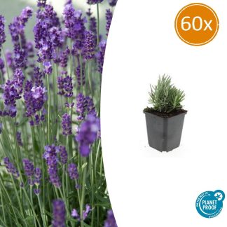 60x Lavandula ang. 'Dwarf Blu' - Altezza 10-25cm - Vaso 9cm