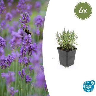 6x Lavandula ang. 'Munstead' - Altezza 10-25cm - Vaso 9cm