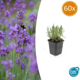 60x Lavandula ang. 'Munstead' - Altezza 10-25cm - Vaso 9cm