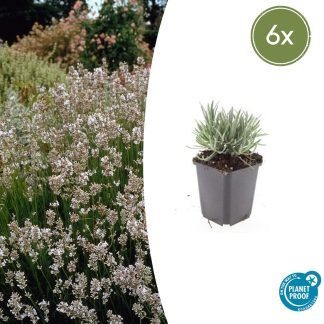 6x Lavandula int. 'Edelweiss' - Altezza 10-25cm - Vaso 9cm