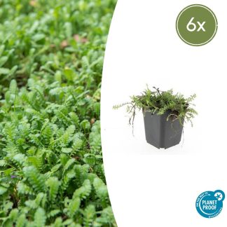 6x Leptinella squalida - Altezza 10-25cm - Vaso 9cm