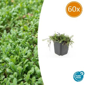60x Leptinella squalida - Altezza 10-25cm - Vaso 9cm