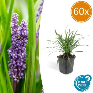 60x Liriope muscari 'Big Blu' - Altezza 10-25cm - Vaso 9cm