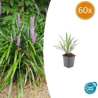 60x Liriope muscari 'Ingwersen' - Altezza 10-25cm - Vaso 9cm