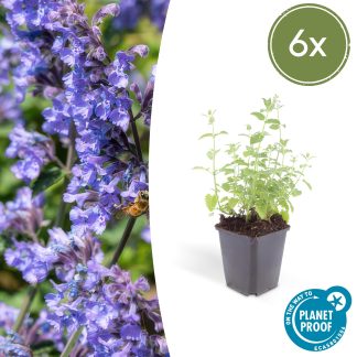 6x Nepeta 'Six Hills Giant' - Altezza 10-25cm - Vaso 9cm