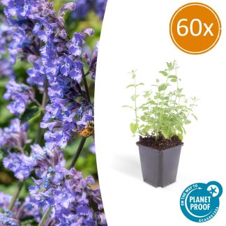 60x Nepeta 'Six Hills Giant' - Altezza 10-25cm - Vaso 9cm
