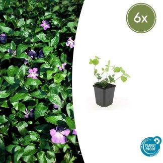 6x Vinca major - Altezza 10-25cm - Vaso 9cm
