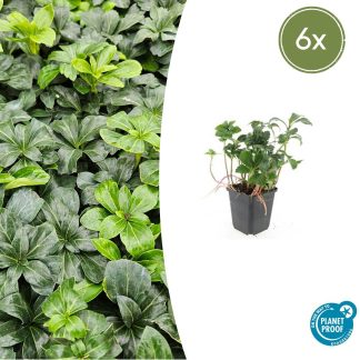 6x Pachysandra term. 'Green Sheen' - Altezza 10-25cm - Vaso 9cm