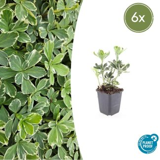 6x Pachysandra term. 'Variegata' - Altezza 10-25cm - Vaso 9cm