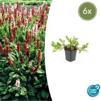 6x Persicaria aff. 'Darjeeling Red' - Altezza 10-25cm - Vaso 9cm
