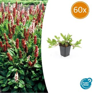 60x Persicaria aff. 'Darjeeling Red' - Altezza 10-25cm - Vaso 9cm