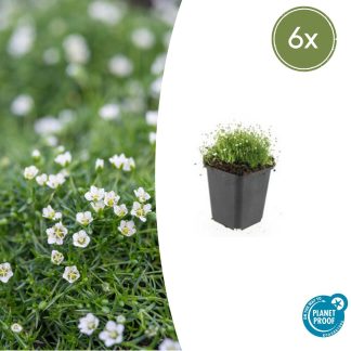 6x Sagina subulata - Altezza 10-25cm - Vaso 9cm