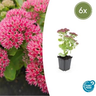 6x Sedum 'Herbstfreude' - Altezza 10-25cm - Vaso 9cm