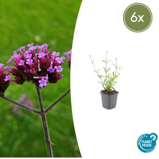 6x Verbena bon. 'Lollipop' - Altezza 10-25cm - Vaso 9cm
