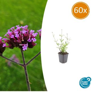 60x Verbena bon. 'Lollipop' - Altezza 10-25cm - Vaso 9cm