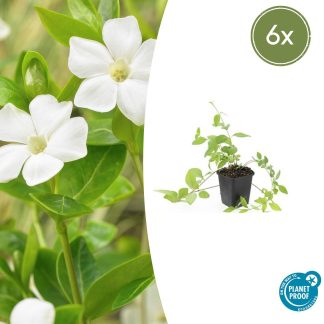 6x Vinca major 'Alba' - Altezza 10-25cm - Vaso 9cm