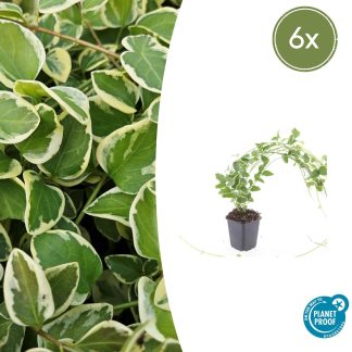 6x Vinca major 'Variegata' - Altezza 10-25cm - Vaso 9cm