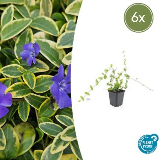 6x Vinca minor 'Blu and Gold' - Altezza 10-25cm - Vaso 9cm