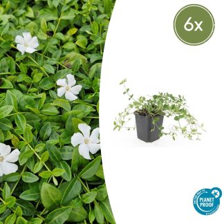 6x Vinca minor 'Gertrude Jekyll' - Altezza 10-25cm - Vaso 9cm