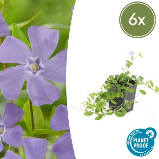 6x Vinca minor 'La Grave' - Altezza 10-25cm - Vaso 9cm