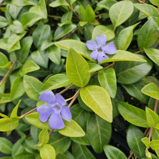 60x Vinca minor 'La Grave' - Altezza 10-25cm - Vaso 9cm
