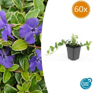60x Vinca minor 'Ralph Shugert' - Altezza 10-25cm - Vaso 9cm
