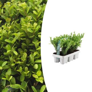 1x 6 pack Ilex crenata 'Jenny' - 6 x Vaso 7 cm - Altezza 15 cm