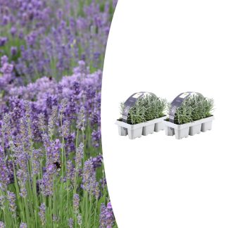 2x 6 pack Lavendel angustifolia - Vaso 7 cm - Altezza 15 cm