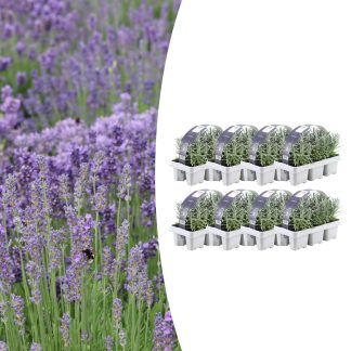 8 x 6 pack Lavendel angustifolia - Vaso 7 cm - Altezza 15 cm