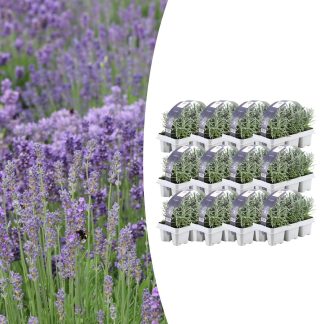 12 x 6 pack Lavendel angustifolia - Vaso 7 cm - Altezza 15 cm