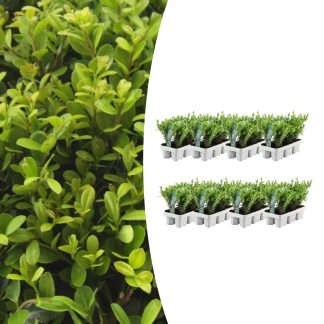 8 x 6 pack Ilex crenata 'Jenny' - Vaso 7 cm - Altezza 15 cm