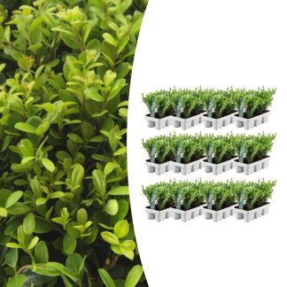 12 x 6 pack Ilex crenata 'Jenny' - Vaso 7 cm - Altezza 15 cm