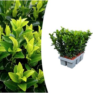 1x 6 pack Euonymus 'Green Spire' - Vaso 7 cm - ↨ 15 cm