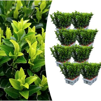 8 x 6-pack Euonymus 'Green Spire' – Vaso  7 cm – ↨ 15 cm
