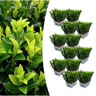 12 x 6-pack Euonymus 'Green Spire' – Vaso  7 cm – ↨ 15 cm