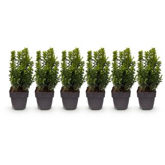 Green boutiQ - Haagplanten - Buxus sempervirens - blad groen - 6 planten - 1 strekkende meter - groenblijvend - pot 17cm hoogte 45cm