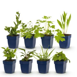 Green boutiQ - Borderpakket - Bijen en Vlinderlokkend - 8 Vaste planten - 1 m2 - Diversen kleuren - Weinig Onderhoud - Pot 11cm