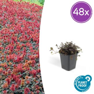48x Acaena microphylla 'Kupferteppich' - Altezza 10-25cm - Vaso 9cm