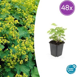 48x Alchemilla mollis - Altezza 10-25cm - Vaso 9cm