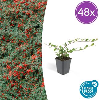 48x Cotoneaster dam. 'Major' - Altezza 25cm - Vaso 9cm