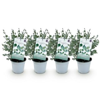 Green boutiQ - Terrasplant - Eucalyptus boom - Eucalyptus gunni - Grijs - 4 Planten - Winterhard - Pot 14cm Hoogte 30cm
