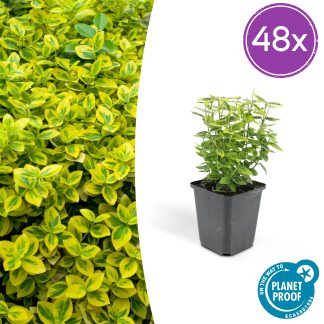 48x Euonymus fort. 'Emerald 'n Gold’ - Altezza 10-25cm - Vaso 9cm