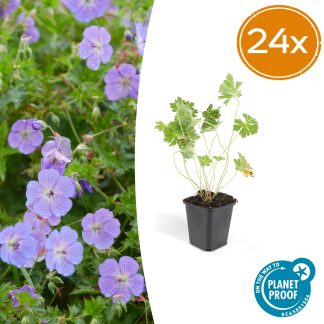 24x Geranium Rozanne - Altezza 10-25cm - Vaso 9cm