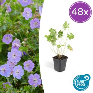 48x Geranium Rozanne - Altezza 10-25cm - Vaso 9cm