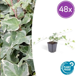 48x Hedera helix 'Glacier' - Altezza 10-25cm - Vaso 9cm