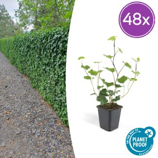 48x Hedera Hibernica - Altezza 10-25cm - Vaso 9cm